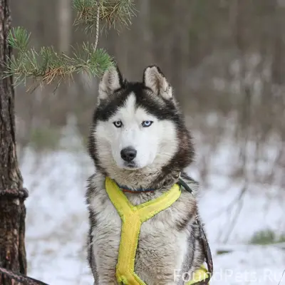 Сбежала собака(хаски)по кличке...