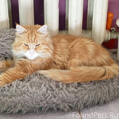 Потерялась кошка (рыжий кот)! ...