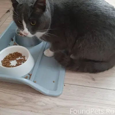 Найден кот на Гричишникова. Бр...