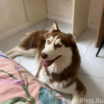 Потерялась собака ❗️ Рыжая хас...