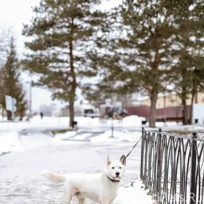 Пропала собака. Просьба позвон...