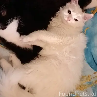 Пропала кошка Афина. В районе ...