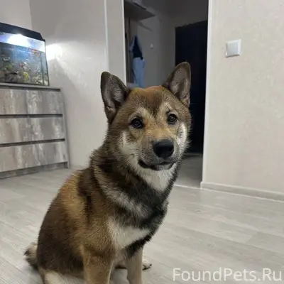 Дорогие, друзья! Пропала собак...