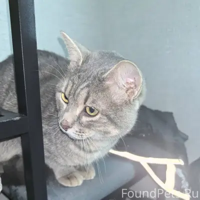 Найден молодой кот, чистый, кр...