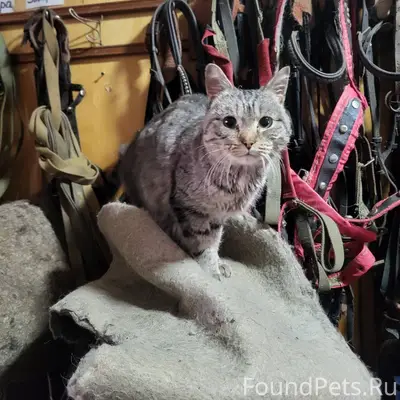 Ищем хозяина Котик пришёл на к...