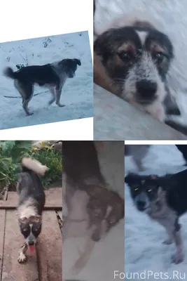 #потерянКотопес04 Убежала соба...