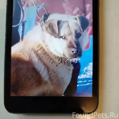 В Яр. обл. Борисоглебский райо...