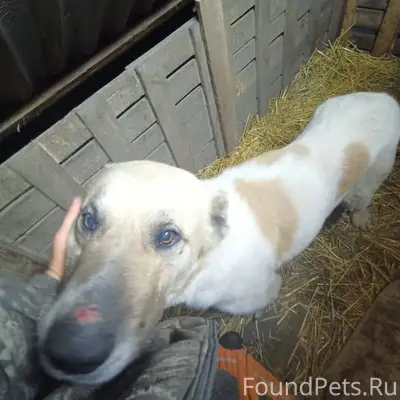 Нашли на федеральной трассе, н...