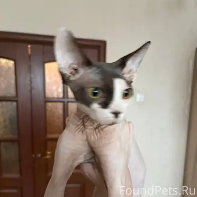 В подъезде найден кот, ласковы...