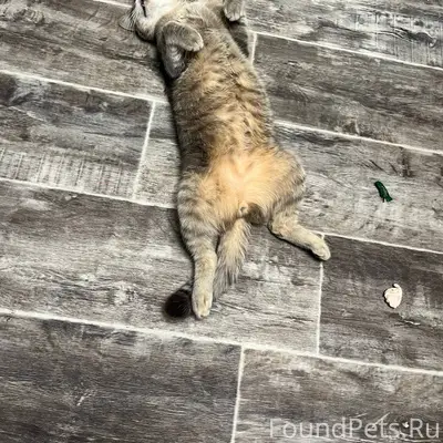 ПРОПАЛ КОТ, может кто-то видел...