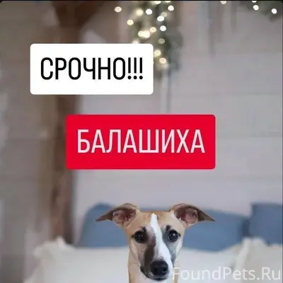 Час назад убежал щенок уиппета...