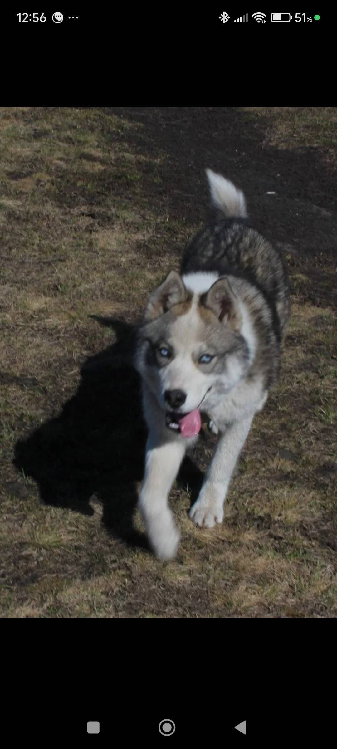 Здравствуйте. Сбежала собака. ...