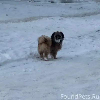 Хозяин найдись! Сегодня 04.12....