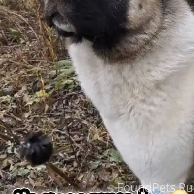Пропала собака в области дерев...
