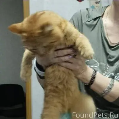 Найден кот в районе ул. Тексти...