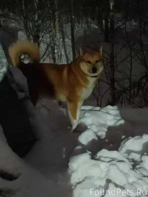 Рыжий пес с ошейником