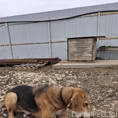 Кто потерял собаку? Ошейник си...