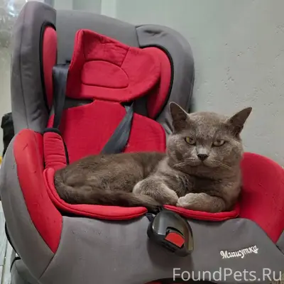 Пропал кот на ул Спинова, за.....