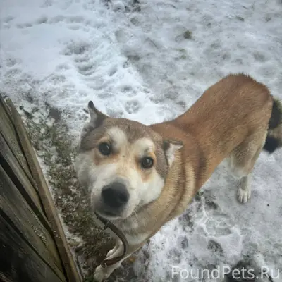 Добрый день! Найден пес! Д. Ни...