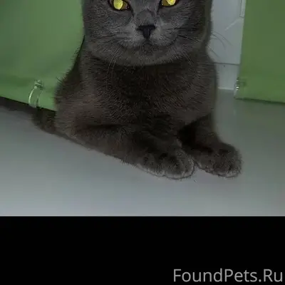 Пропала кошка, серая британка,...