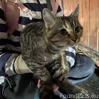 Кто может приютить кошку-малыш...