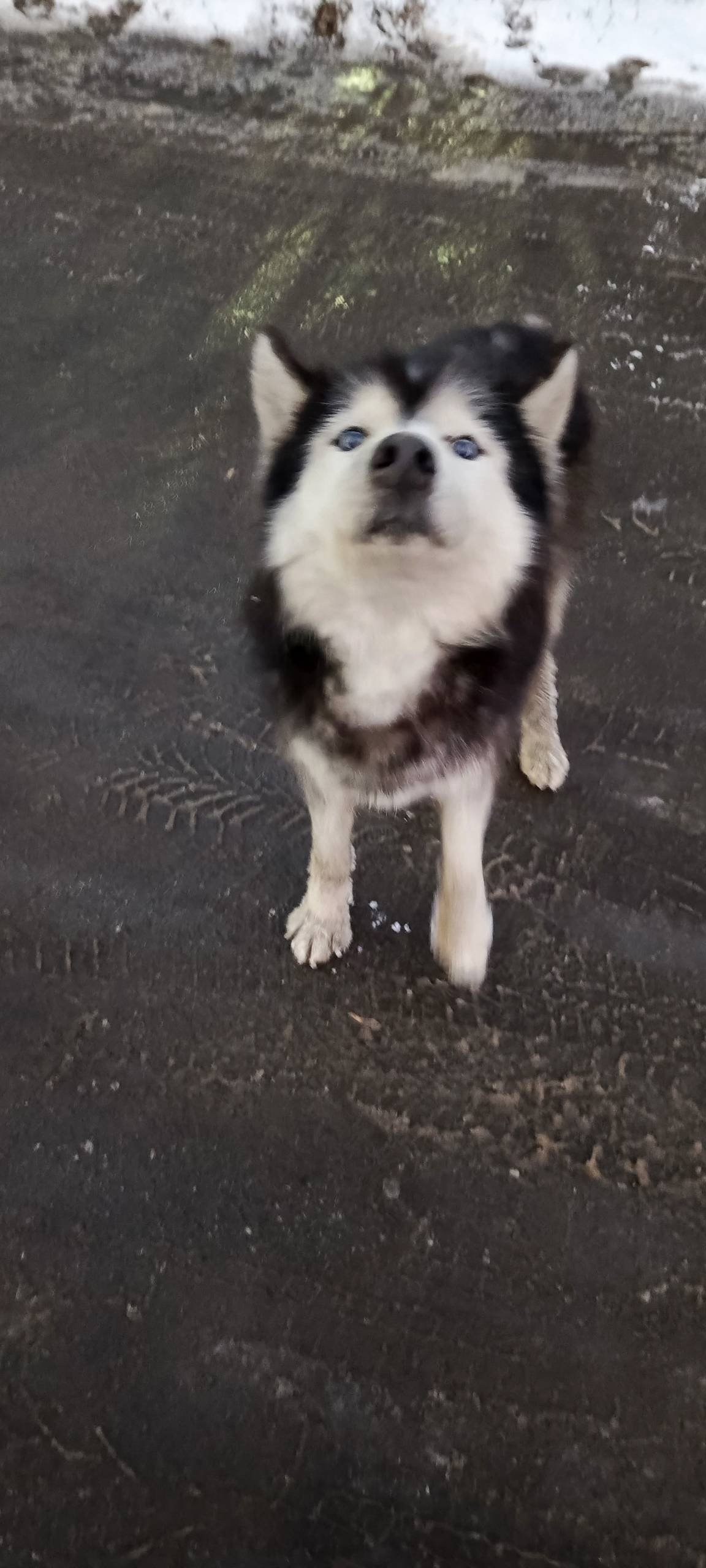 Чья собака кобель, хаски, по Д...