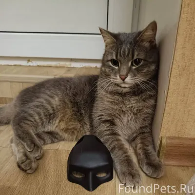 Пожалуйста, помогите найти кот...