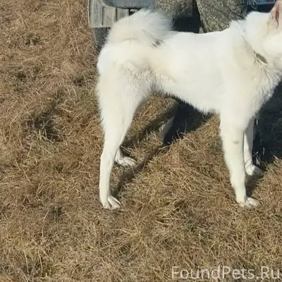 Потерялась собака порода лайка...