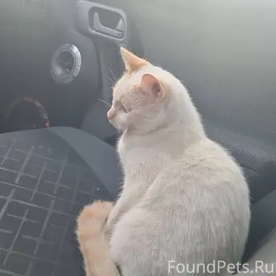 Пропал котик! На Авиационной у...