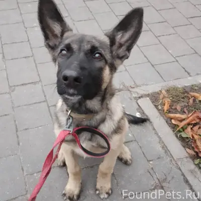 Всем здравствуйте🙋 Пропала соб...