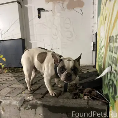 Добрый вечер. Никто не потерял...