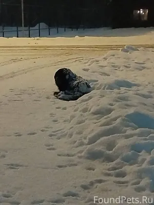 Вторые сутки скитается пёс, оч...