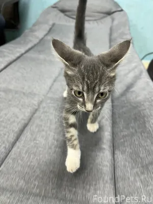 Найден котенок( девочка) в рай...