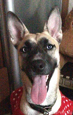 ПРОПАЛА МАЛЬВИНА!!!!!! Здравст...