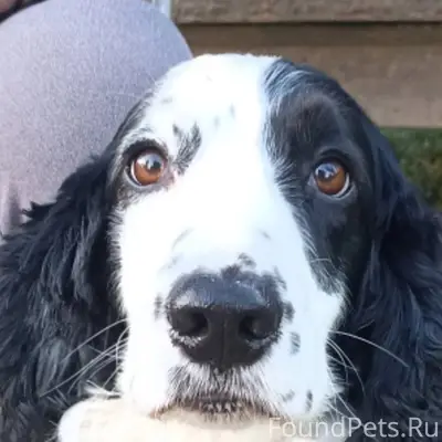 ‼️‼️Пропала собака 3.12.2025 о...