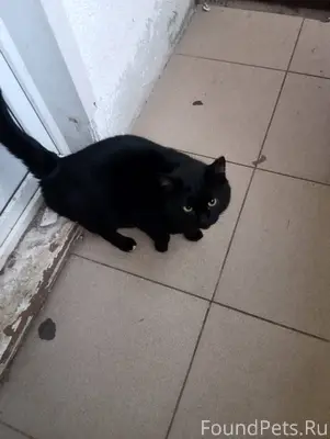 Ищу владельца чёрной кота. Мал...