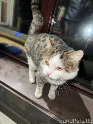 Найден кот в Куйбышевском райо...