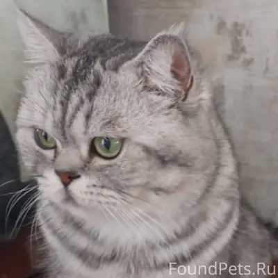 Пропал кот в районе площадки п...