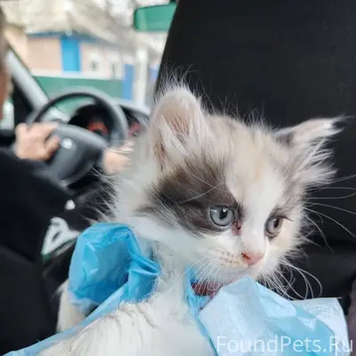 Пропала кошка в районе 15 рынк...