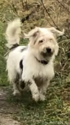 Пропали две собачки 