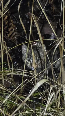 По дороге в Благодар найден КО...