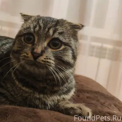 Чья? Котенок девочка 4-5 месяц...