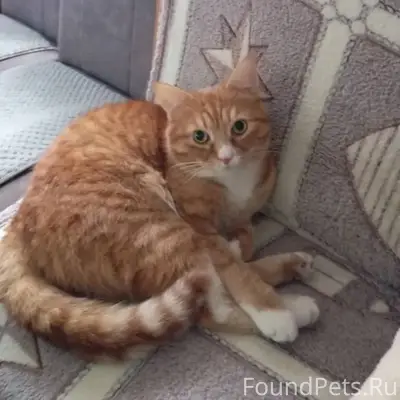 Пропал кот в районе земство ес...