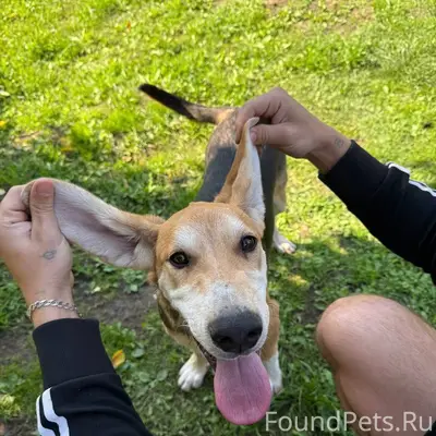 ‼️пропала собака, отзывается н...