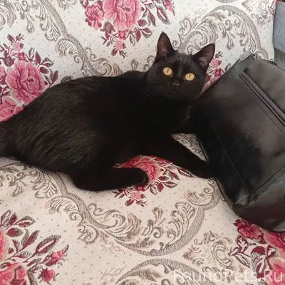 В начале ноября пропала кошка,...