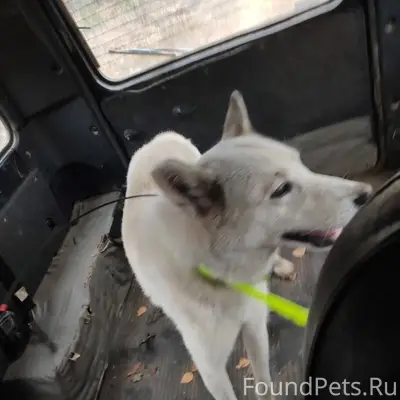 Пропала собака в районе усть П...
