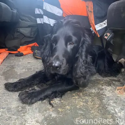 Найдена собака Спаниель черный...