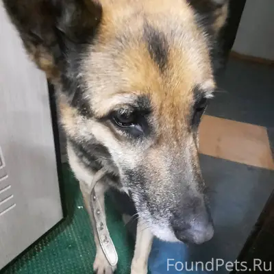 04.12.2025 найдена собака р...