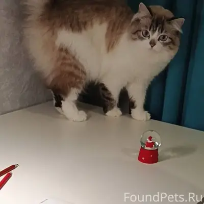 Пропала кошка в районе ул. Кал...