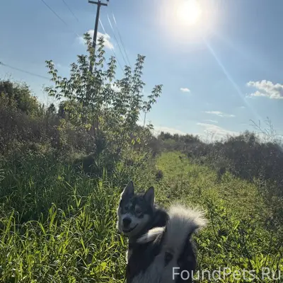 Потерялась собака. В районе Ма...